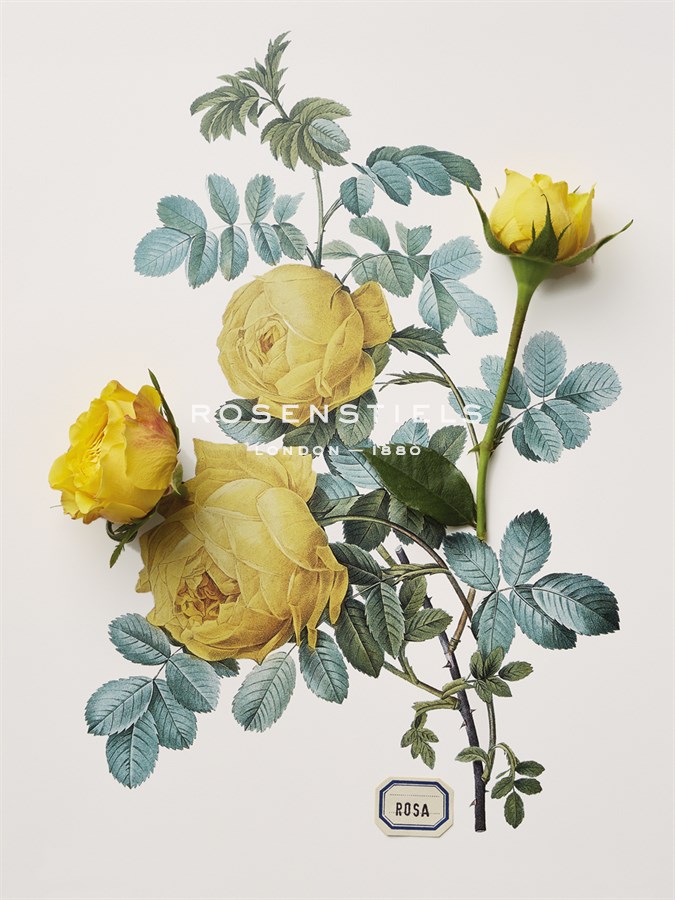 Floral Decoupage - Centifolia Rosa - Camille Soulayrol