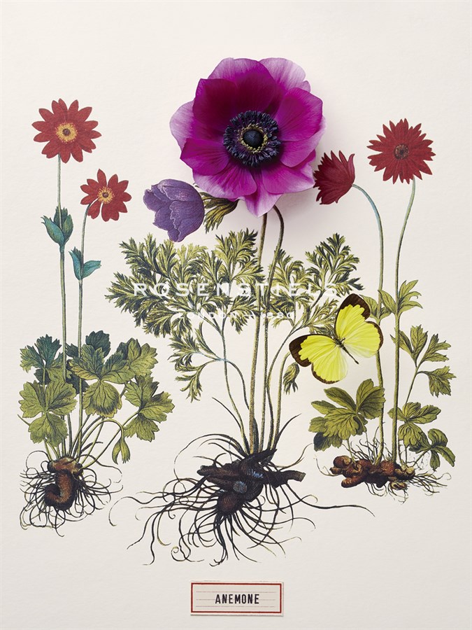 Floral Decoupage - Anemone - Camille Soulayrol
