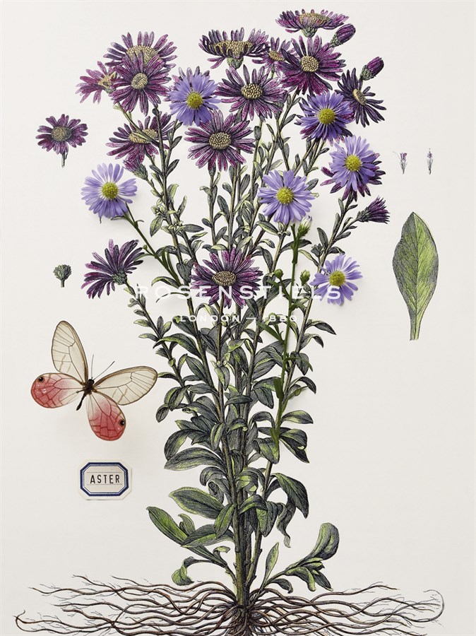 Floral Decoupage - Aster - Camille Soulayrol