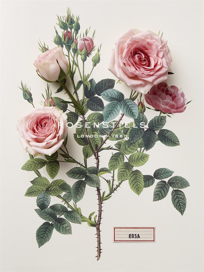 Floral Decoupage - Rosales - Camille Soulayrol
