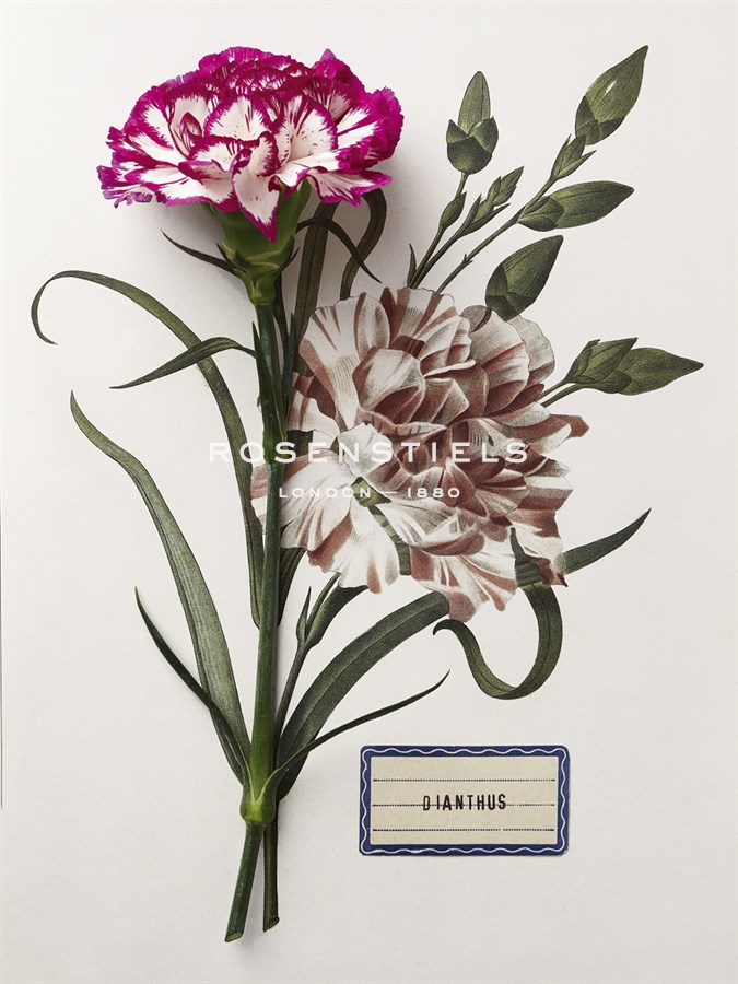 Floral Decoupage - Dianthus - Camille Soulayrol