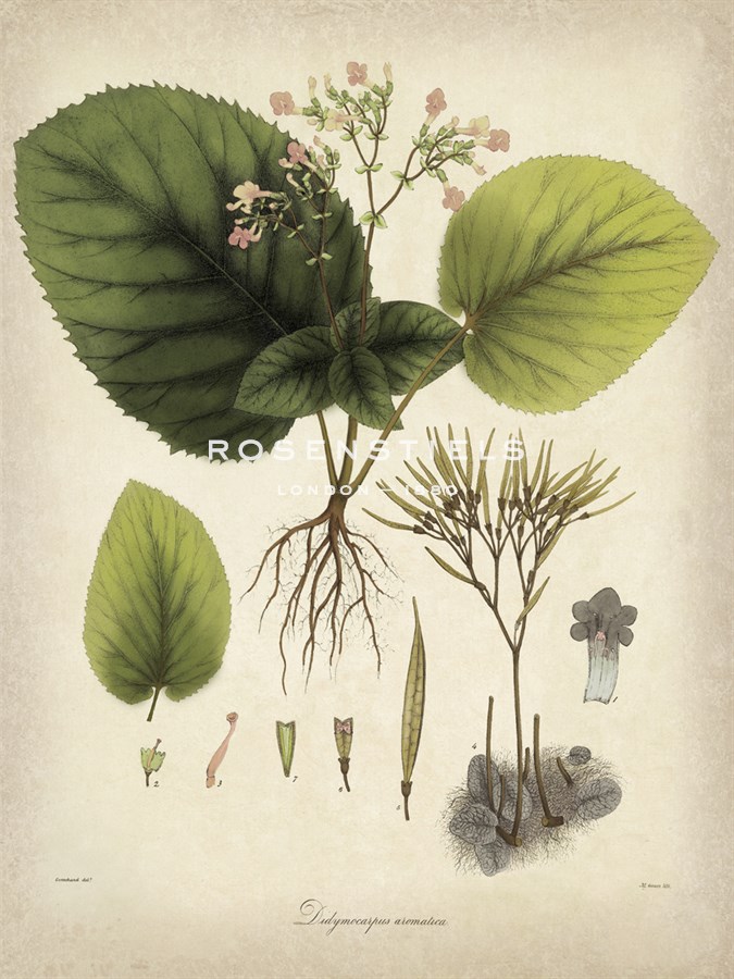 Vintage East Indian Plants I - Maria Mendez
