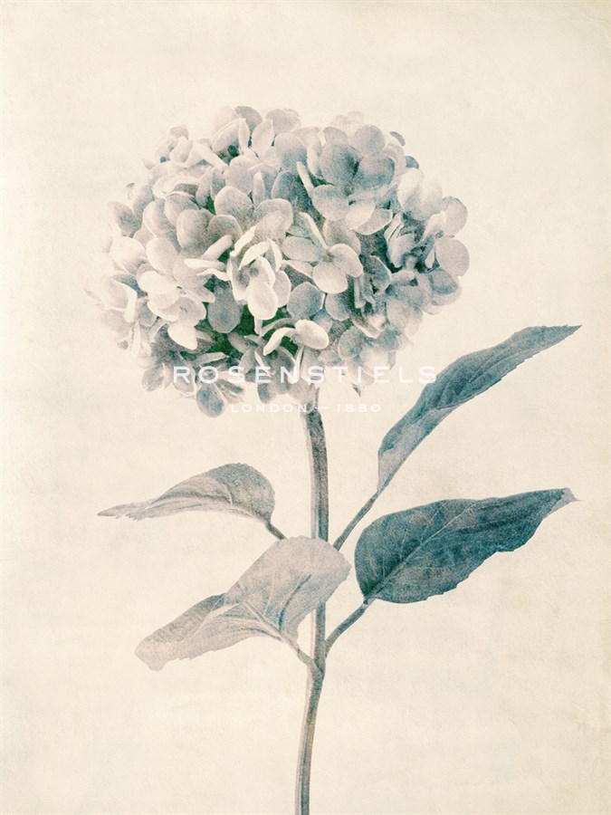 Ethereal Floral III - Collezione Botanica