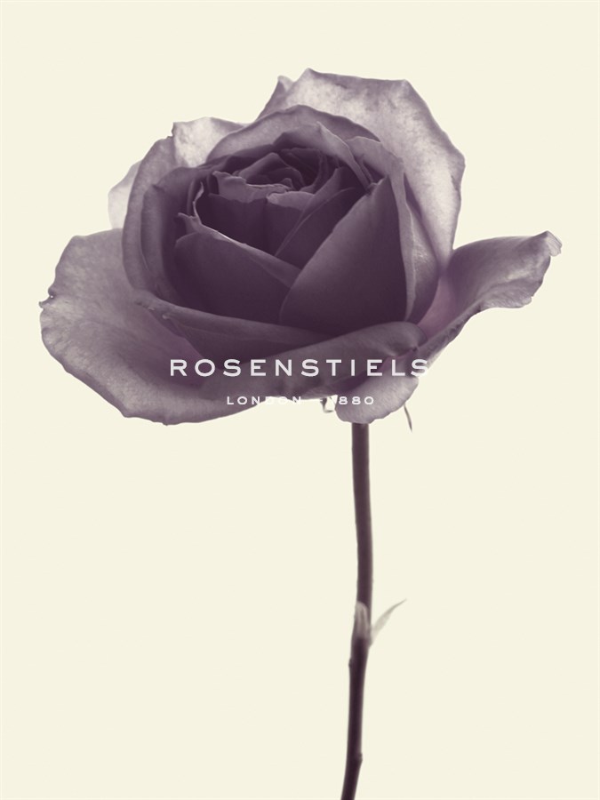 Transparent Rose II - Katja Marzahn