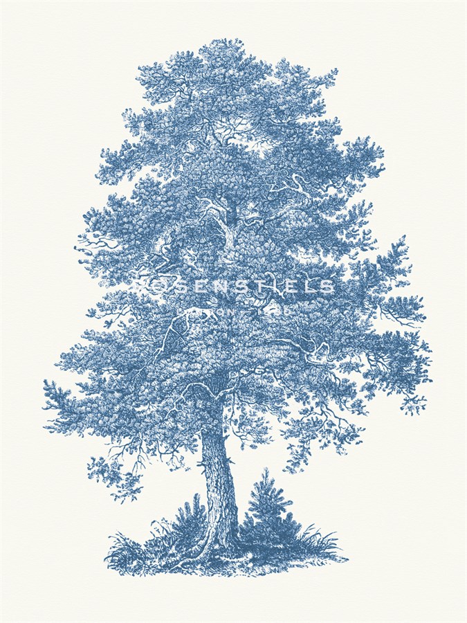 Scots Pine - Maria Mendez