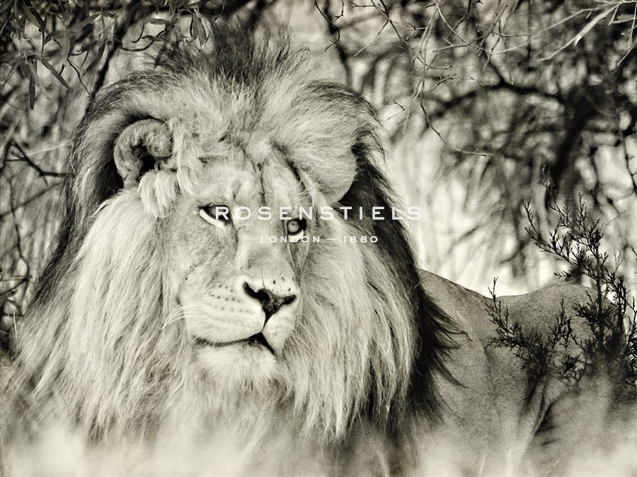 Moketsi Lion - Wink Gaines