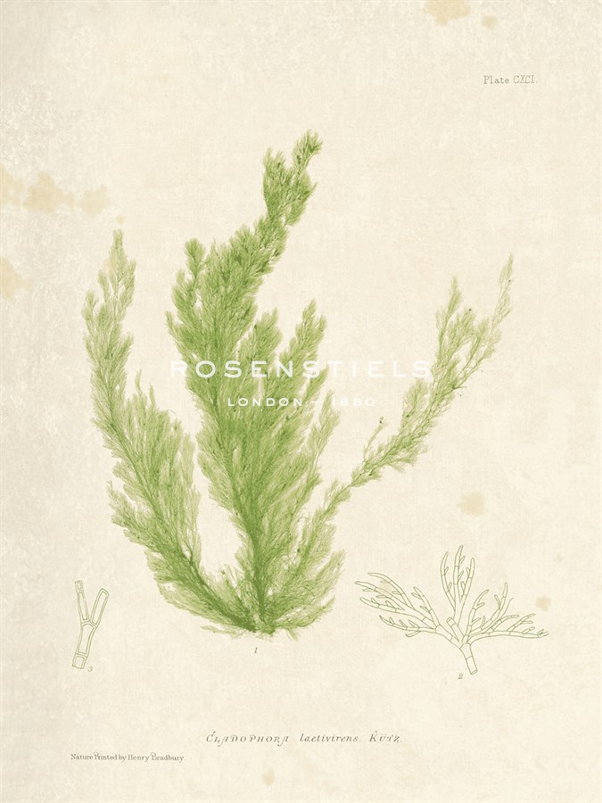 Cladophora laetivirens - Henry Bradbury