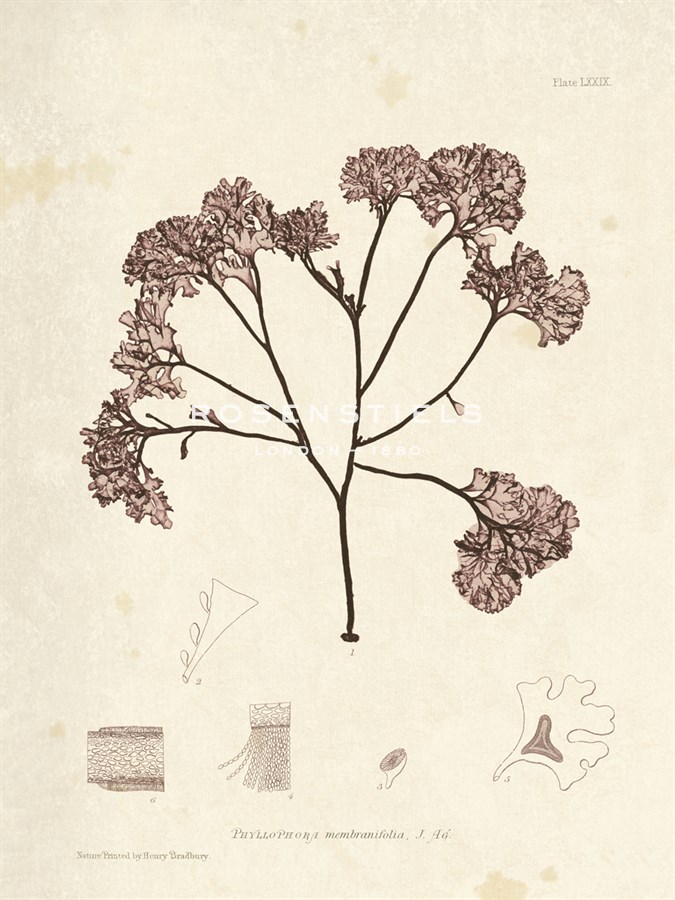 Phyllophora membranifolia - Henry Bradbury