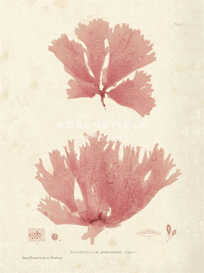 Nitophyllum greville - Henry Bradbury