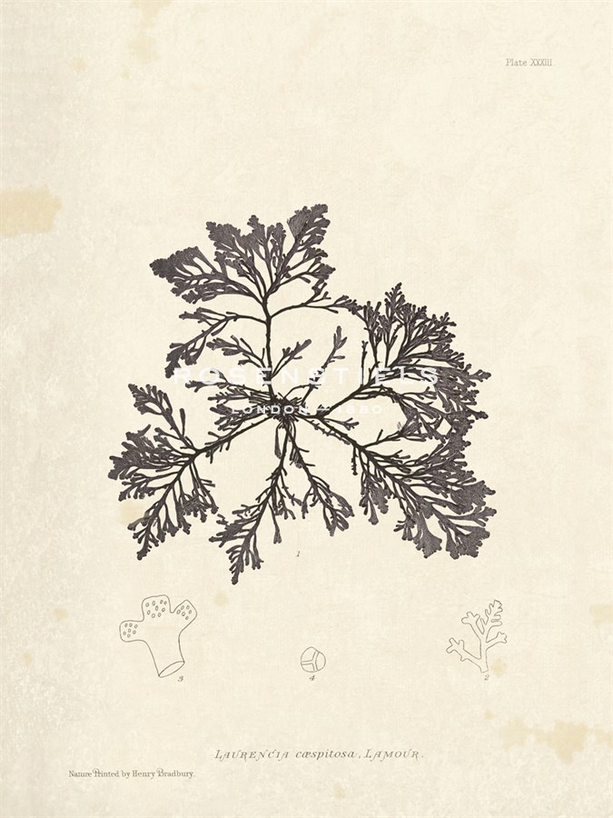 Laurencia caespitosa - Henry Bradbury