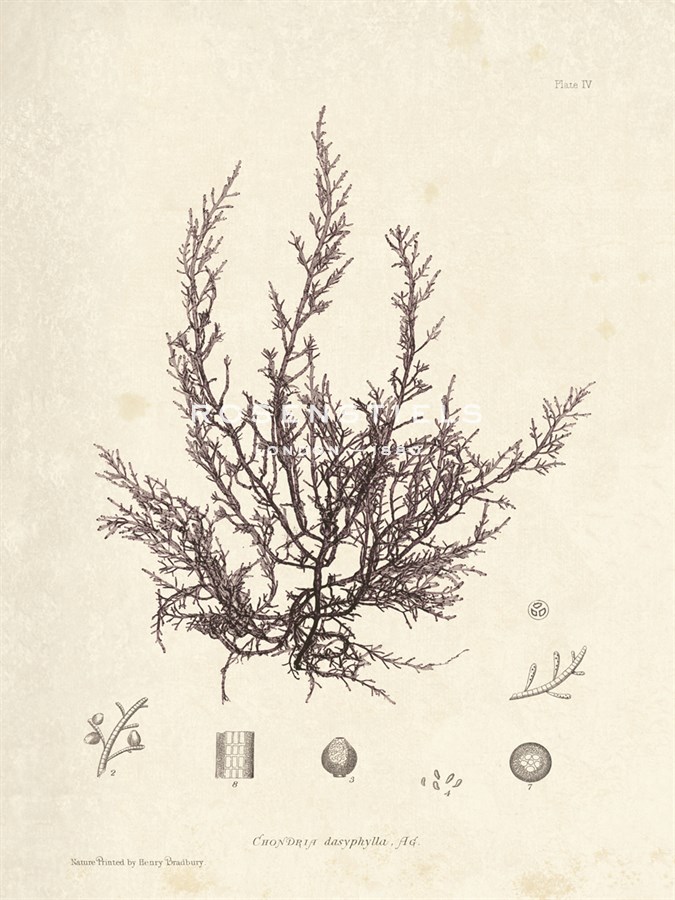 Chondria dasyphylla - Henry Bradbury