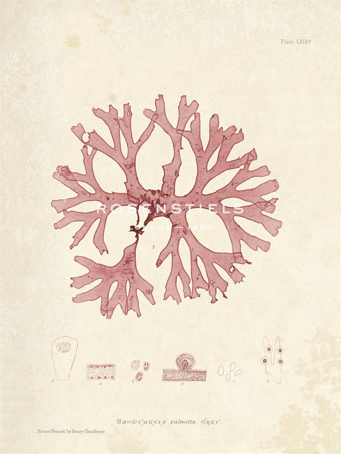 Rhodymenia palmetta - Henry Bradbury