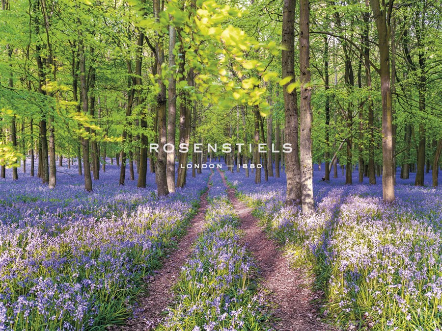 A Bluebell Path - Assaf Frank