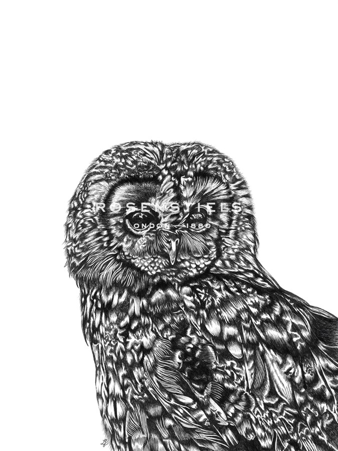 Tawny Owl - Lucy Francis