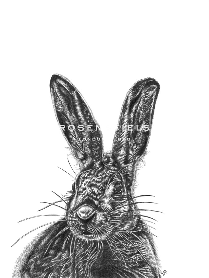 Hare - Lucy Francis