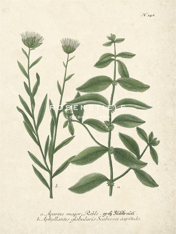 Botanica Aparine Major - The Vintage Collection