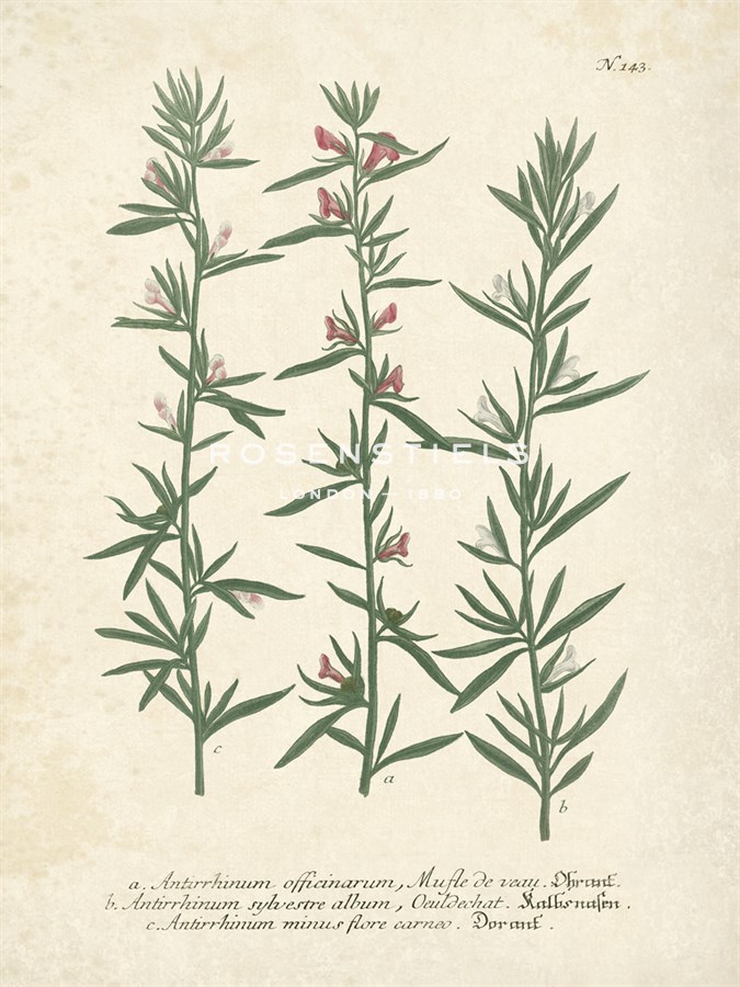 Botanica Antirrhinum - The Vintage Collection