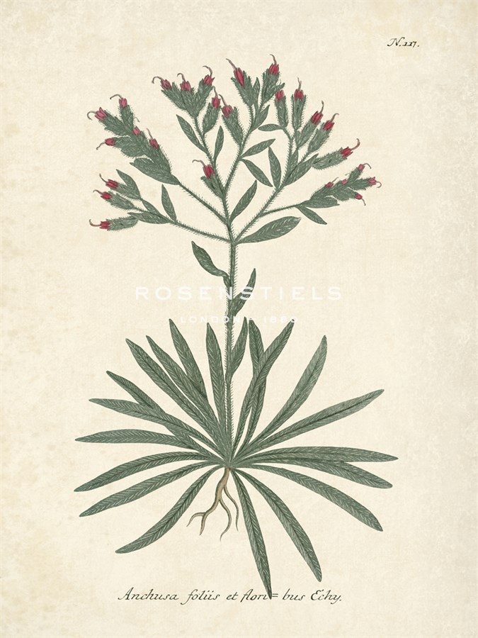 Botanica Anchusa - The Vintage Collection