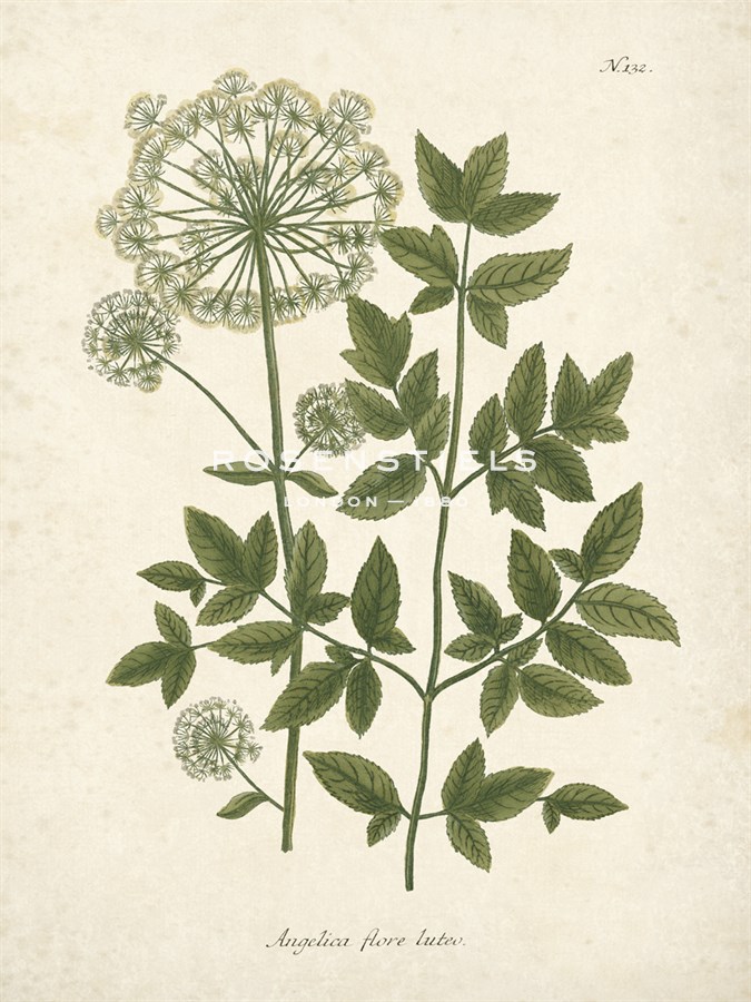 Botanica Angelica - The Vintage Collection