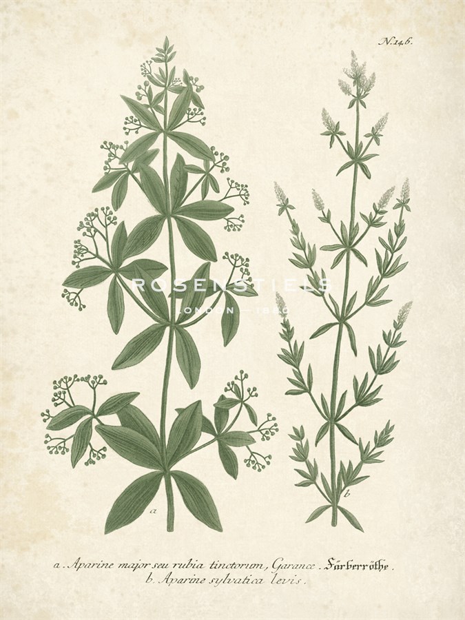 Botanica Aparine - The Vintage Collection
