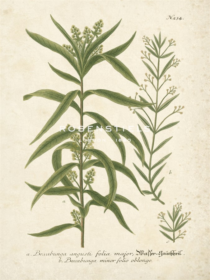 Botanica Beccabunga - The Vintage Collection