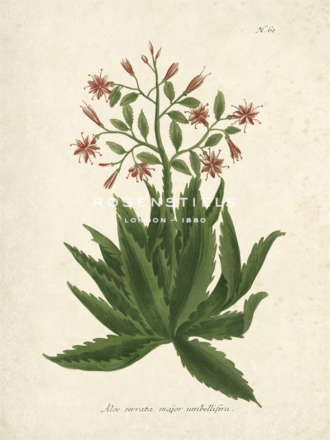Botanica Serrata - The Vintage Collection