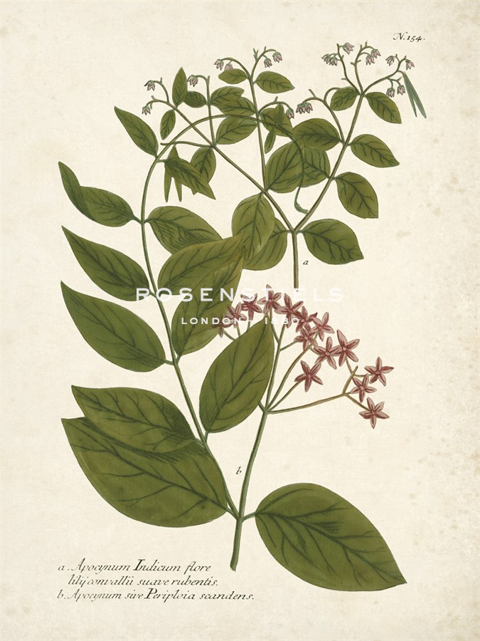 Botanica Apocynum - The Vintage Collection