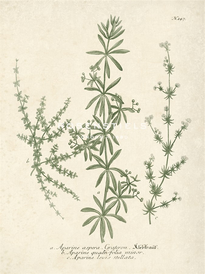 Botanica Aspera - The Vintage Collection