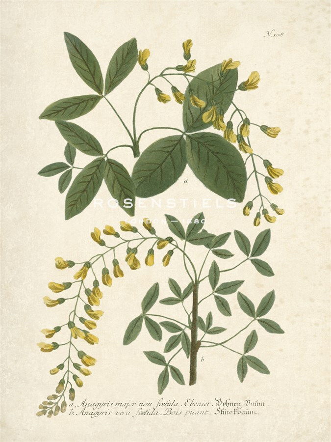 Botanica Anagyris - The Vintage Collection