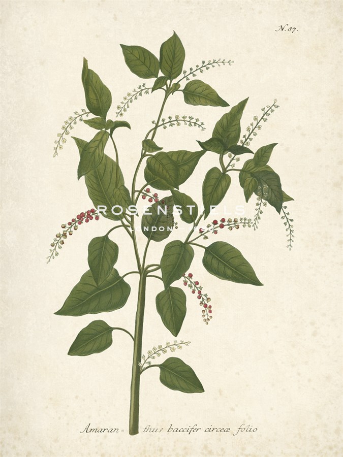 Botanica Baccifer - The Vintage Collection