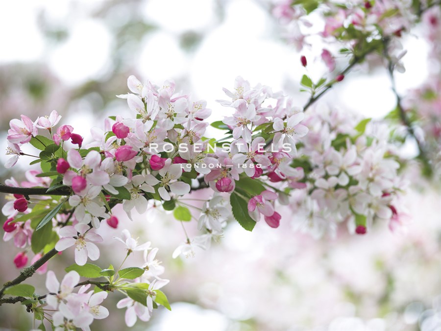 Blossom Beauty - Assaf Frank