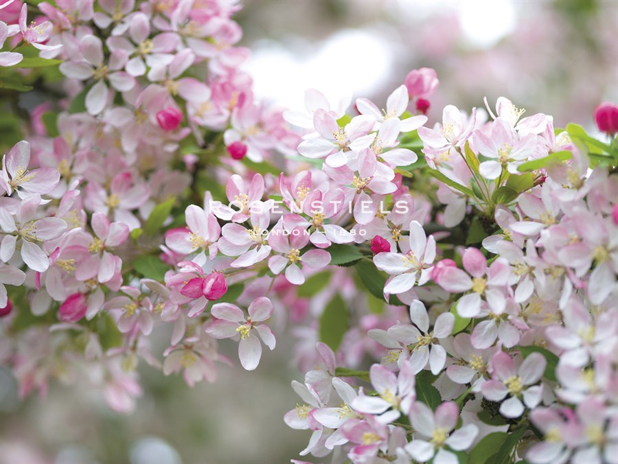 Dancing Blossoms - Assaf Frank