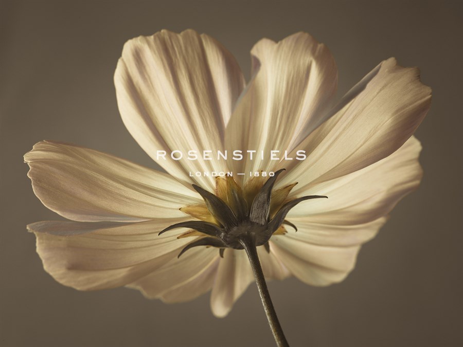 Cosmos Reflect - Assaf Frank