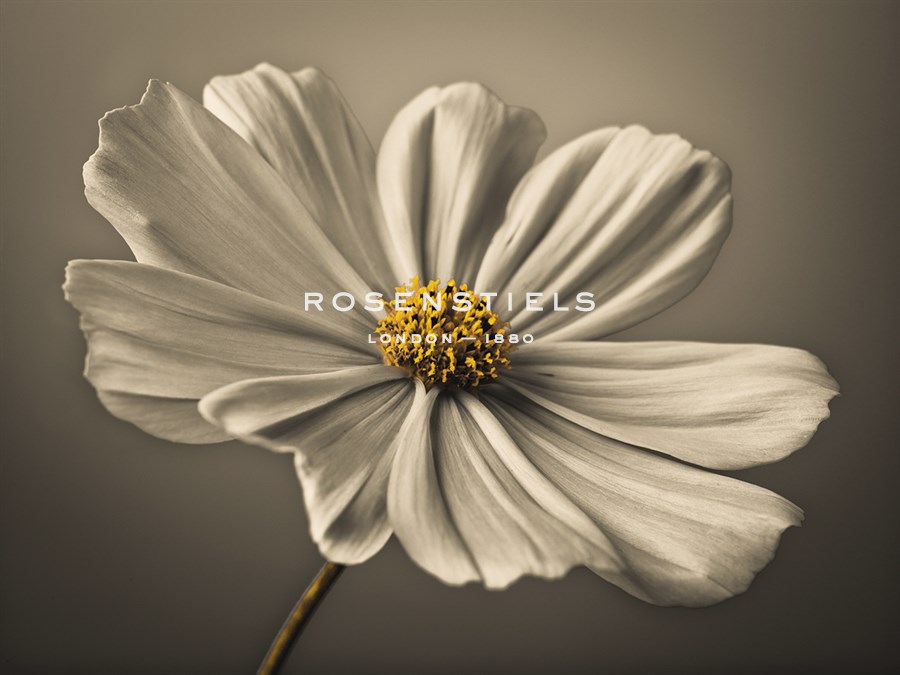 Cosmos Echo - Assaf Frank