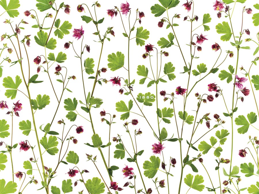 Pressed Aquilegia - Assaf Frank