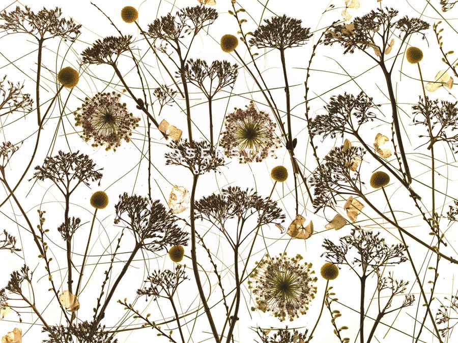 Pressed Hydrangea - Assaf Frank