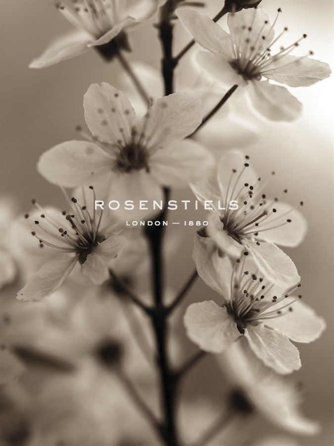 Blossom Cluster - Assaf Frank