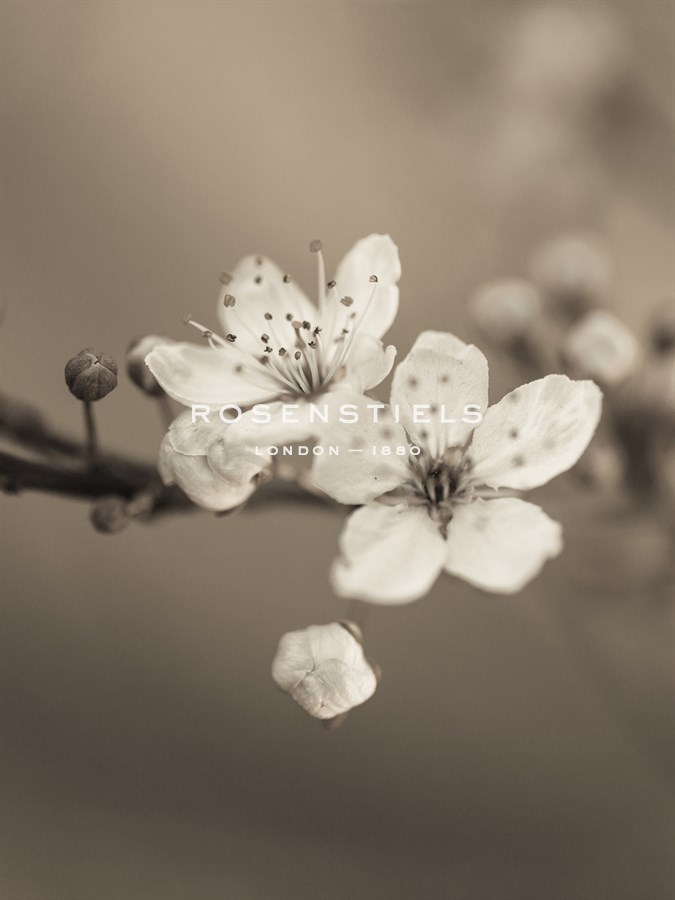 Blossom Duet - Assaf Frank