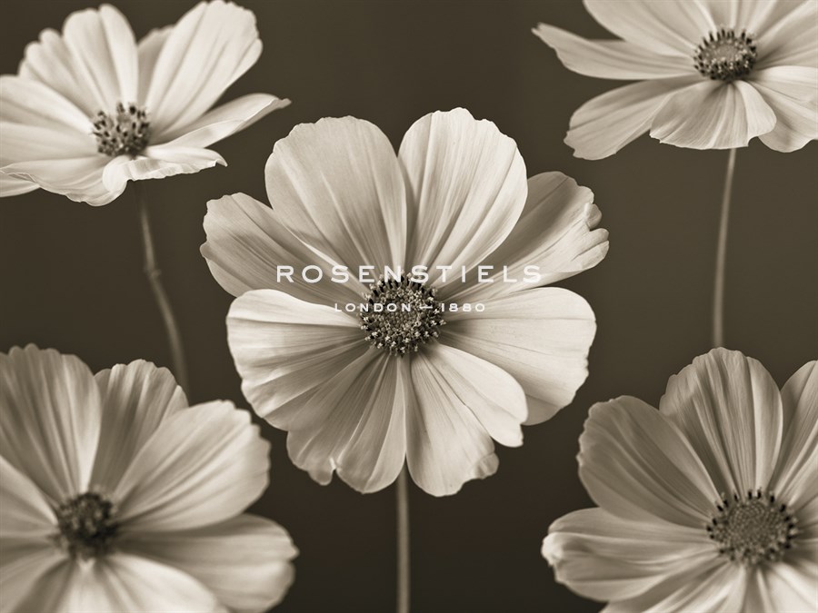 Cosmos Dance - Assaf Frank