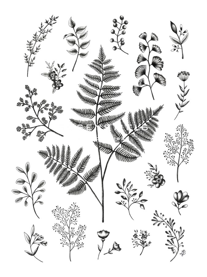 Botanique - Lucy Francis