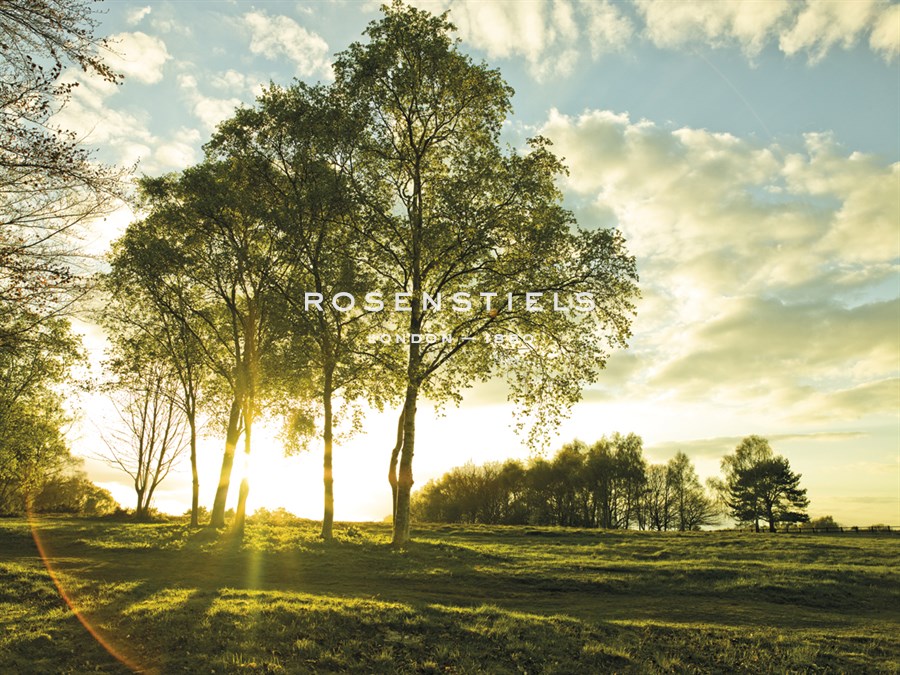 Sunlit Trees - Assaf Frank