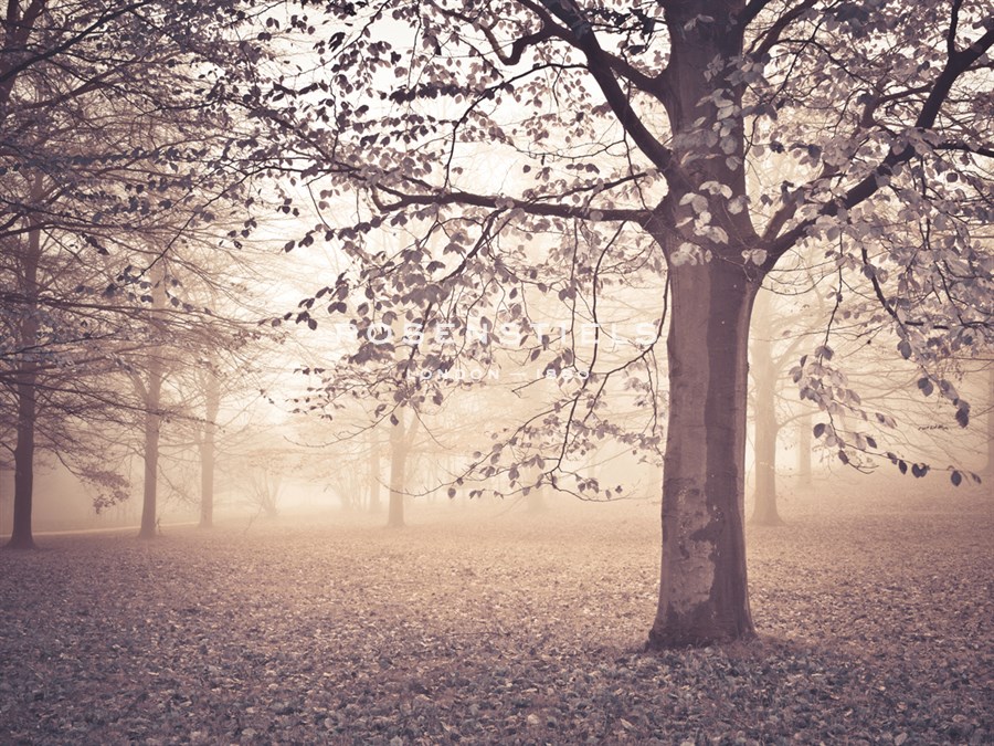 Through the Mist - Assaf Frank