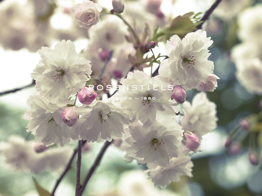 Floral Fancy - Assaf Frank