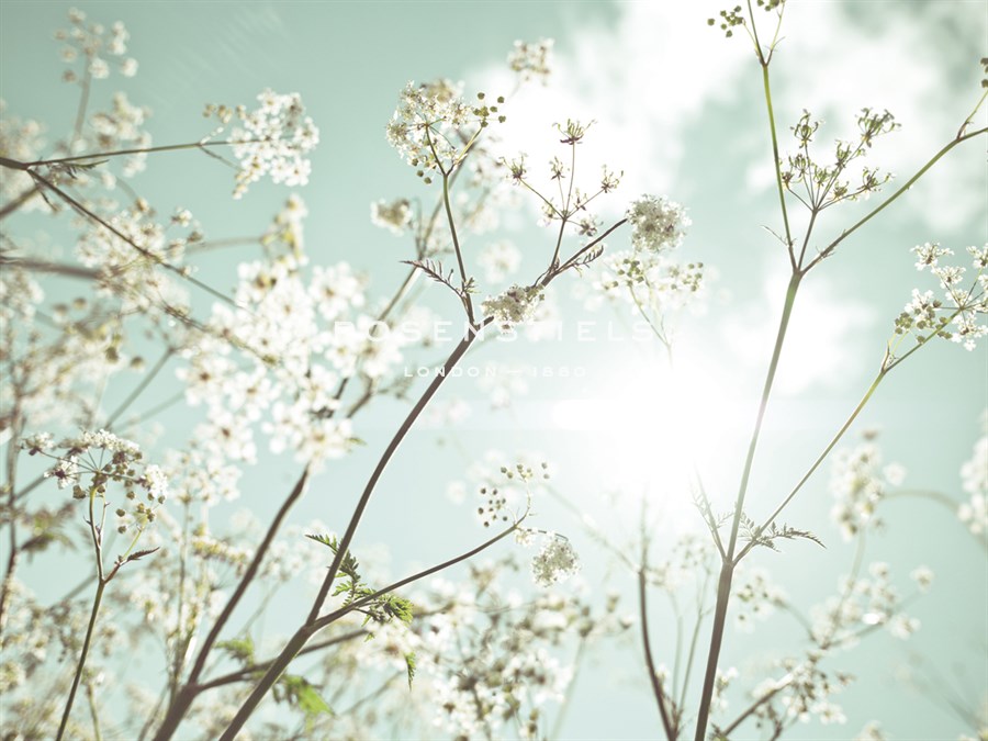 Summer Dreams - Assaf Frank