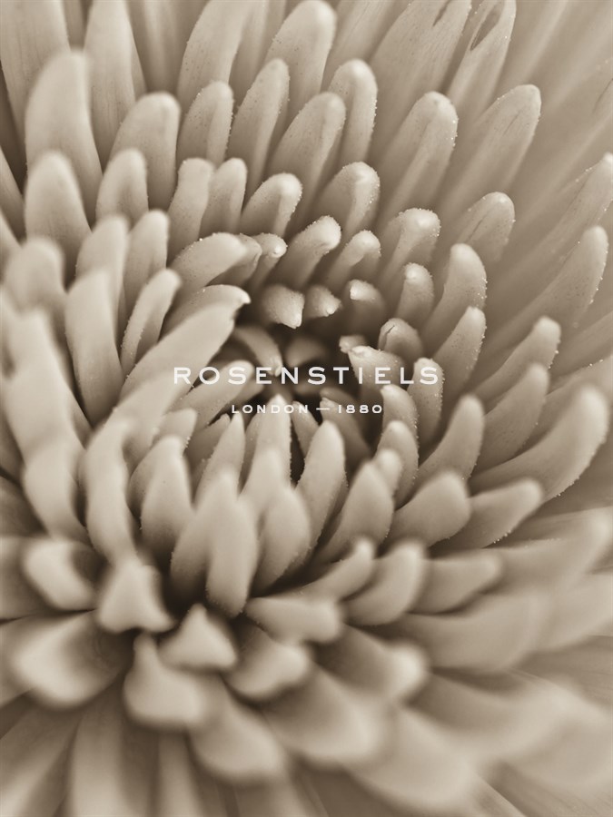Chrysanthemum Flower - Assaf Frank