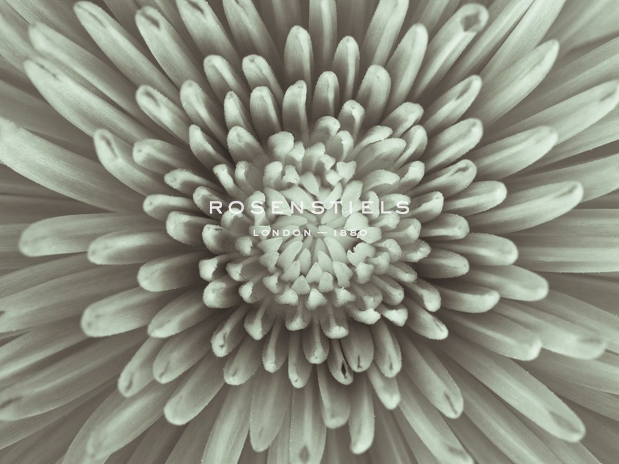 Chrysanthemum Floral - Assaf Frank