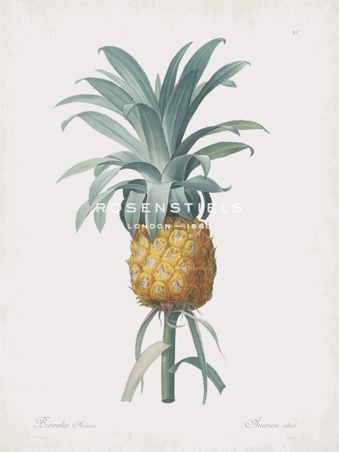 Bromelia Ananas - Pierre Joseph Redoute