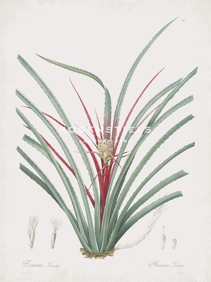 Bromelia Karatas - Pierre Joseph Redoute