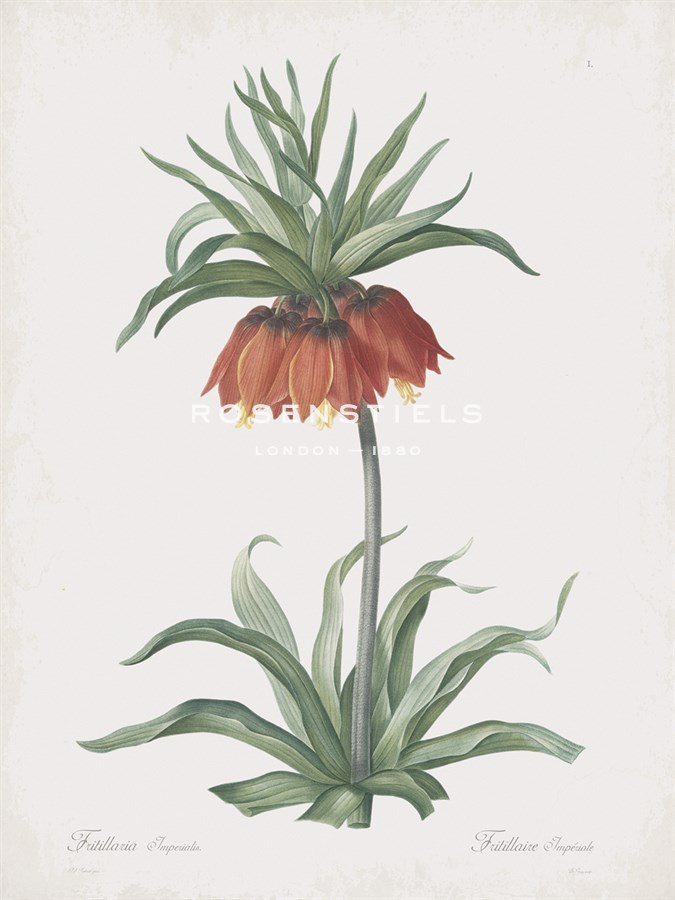 Fritillaria Imperialis - Pierre Joseph Redoute