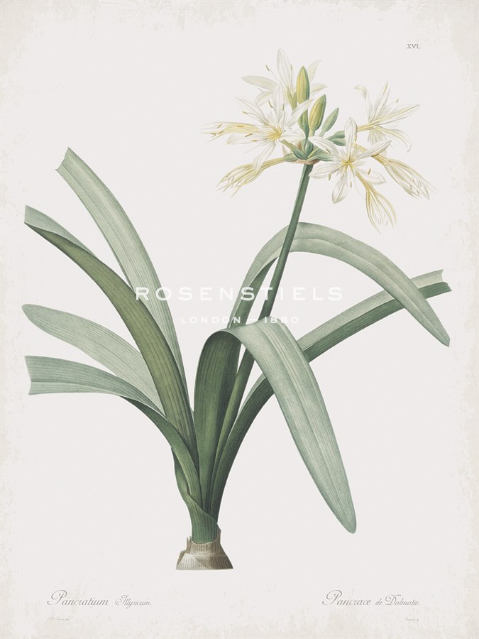 Pancratium Illyricum - Pierre Joseph Redoute